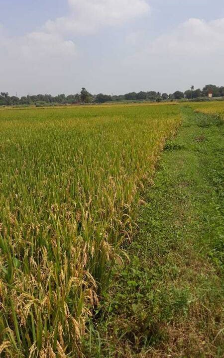 Photo of Others in Kannur