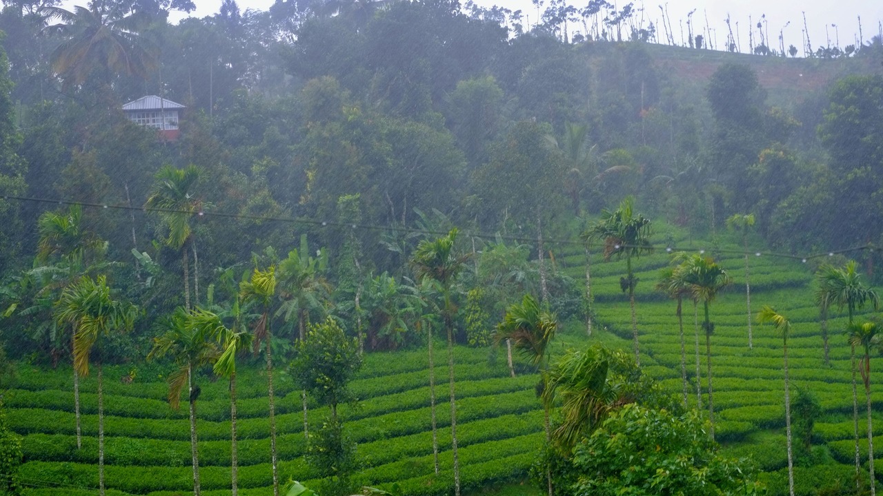 Photo of Others in Mananthavady