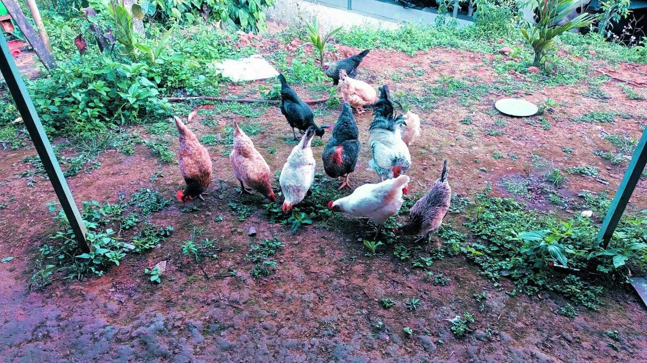 Photo of Outdoor in Mananthavady