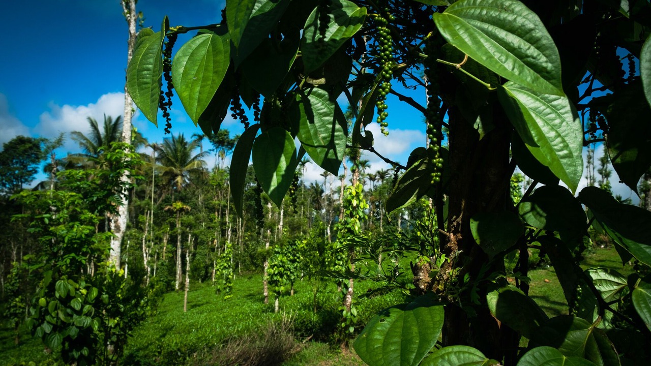 Photo of Outdoor in Mananthavady