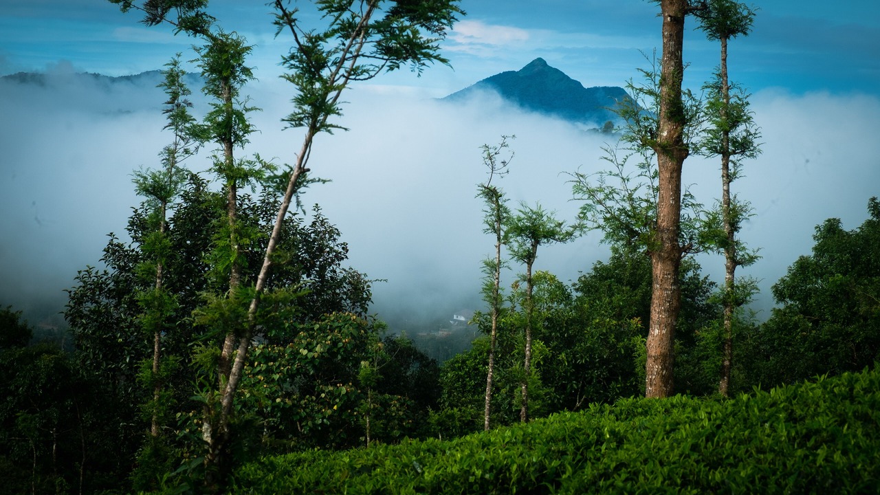 Photo of Outdoor in Mananthavady