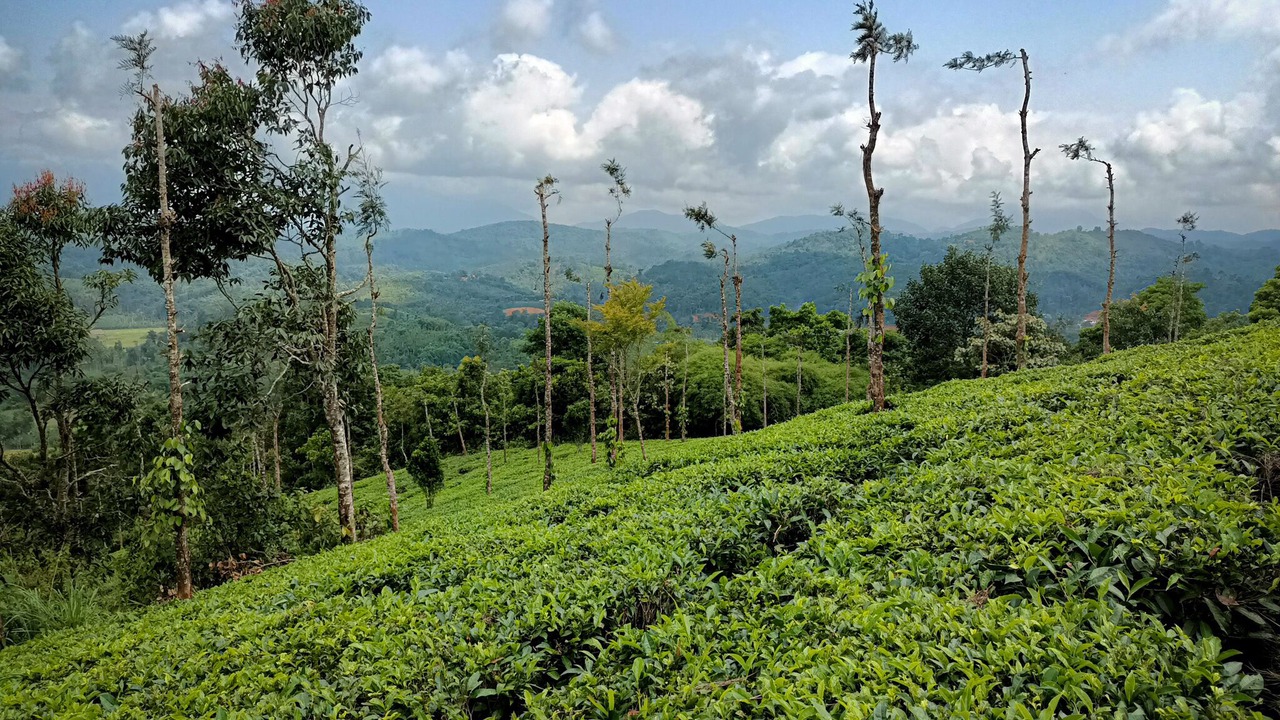 Photo of Outdoor in Mananthavady
