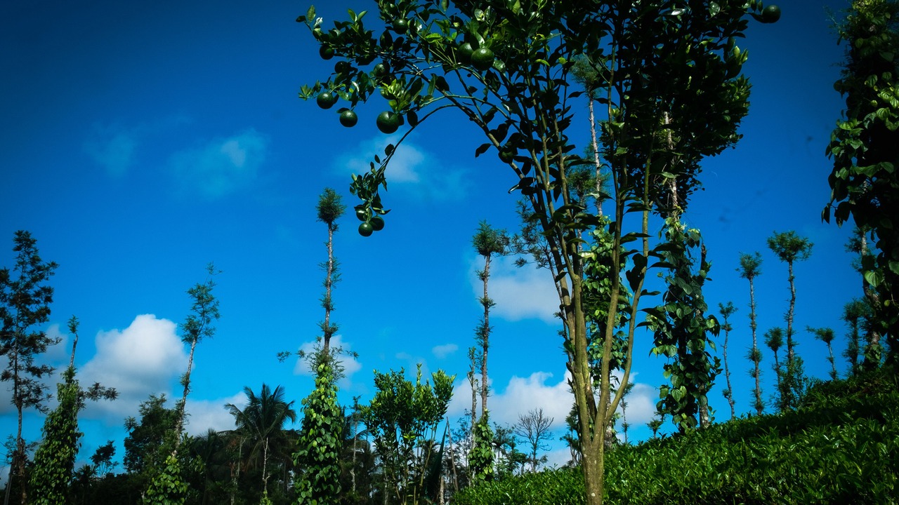 Photo of Outdoor in Mananthavady