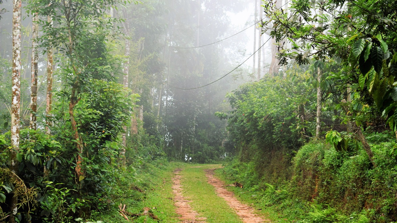 Photo of Others in Vayittiri