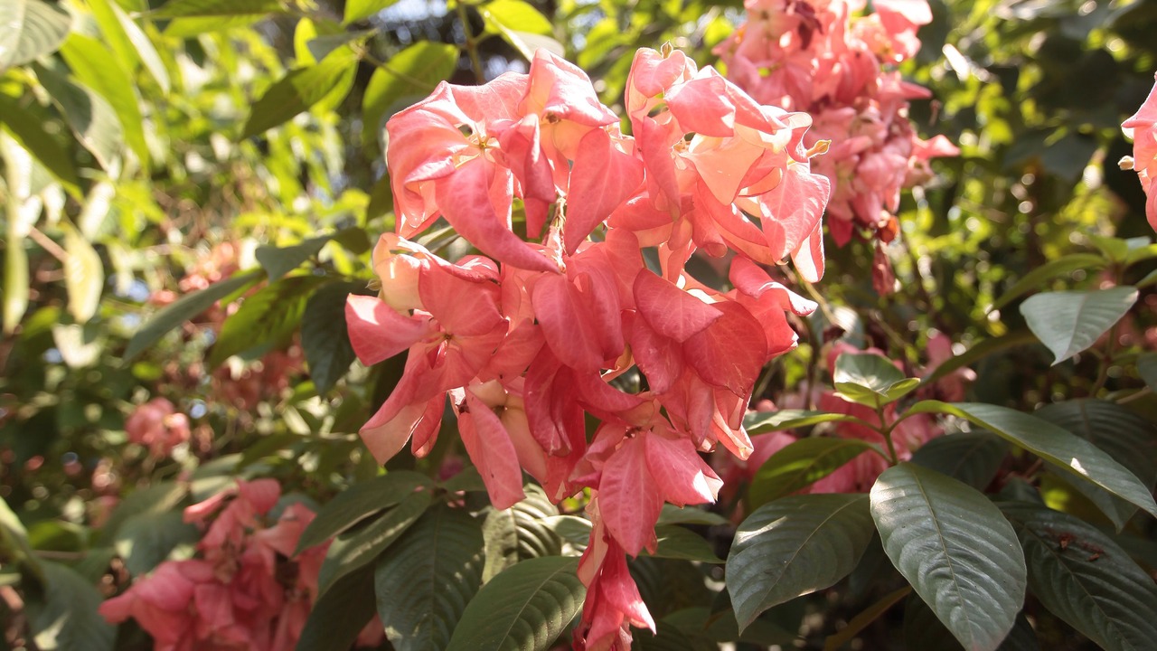 Photo of Outdoor in Nagoa