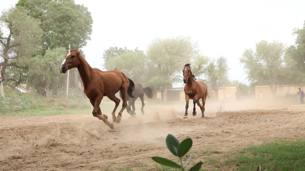 Photo of Others in Nawalgarh