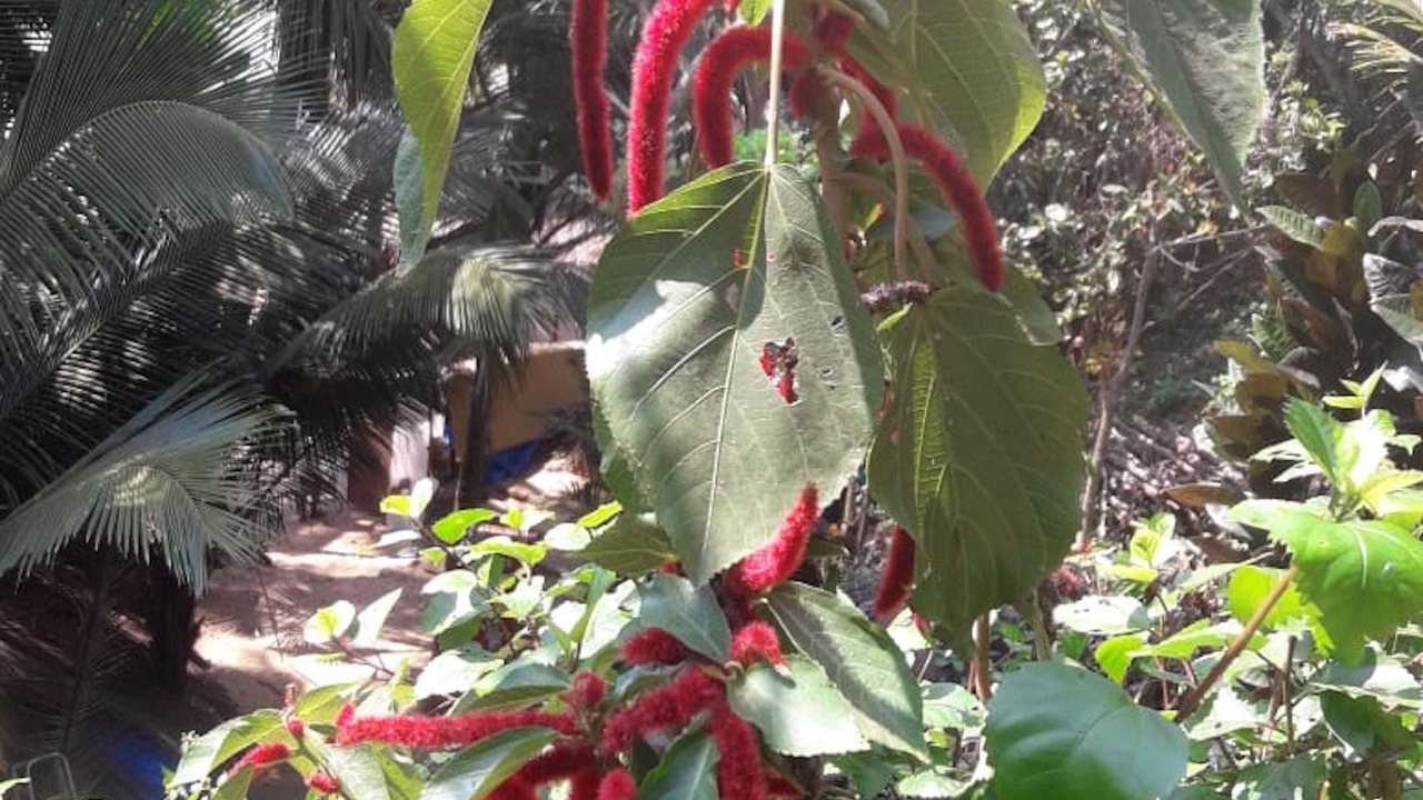 Photo of Outdoor in Cola