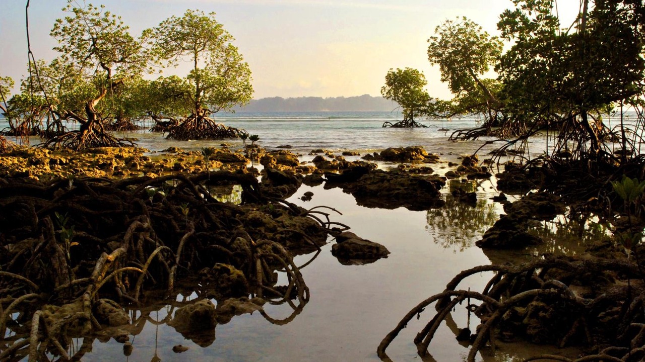 Photo of Others in Neil Island
