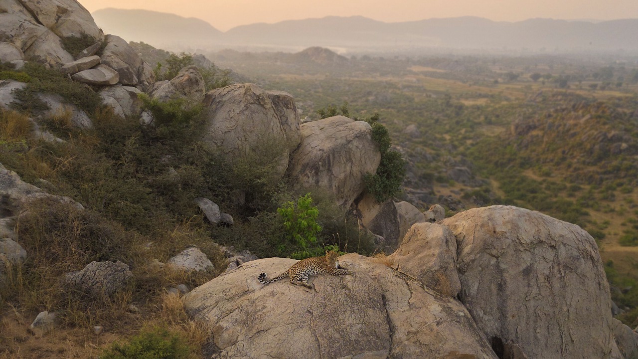 Photo of Others in Sariska