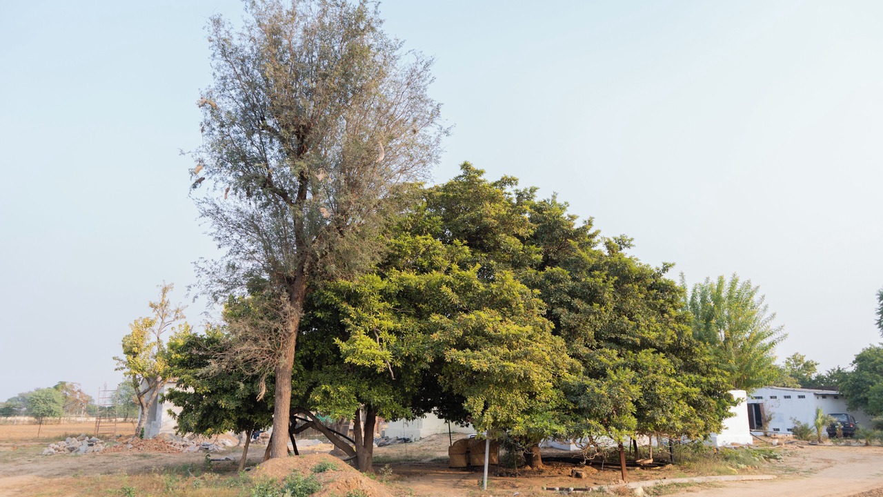 Photo of Outdoor in Nawalgarh