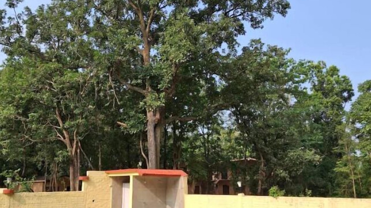 Photo of Others in Tala