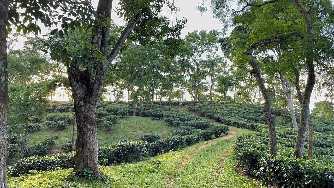 Photo of Outdoor in Sreemangal Upazila