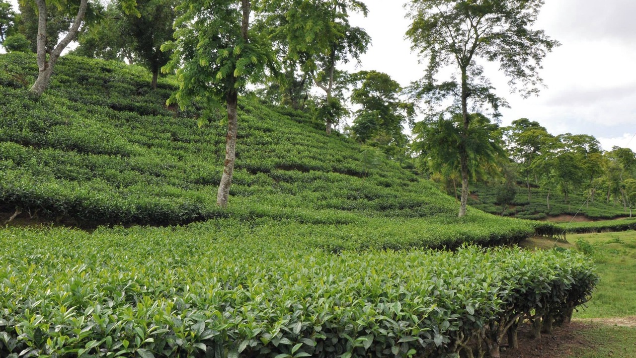 Photo of Outdoor in Sreemangal Upazila