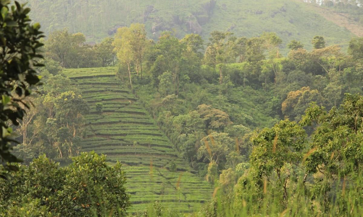 Photo of Outdoor in Elappara
