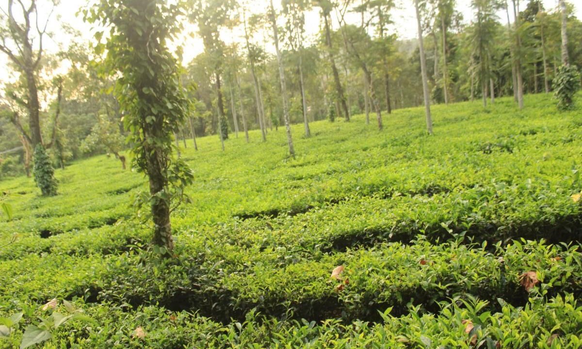 Photo of Outdoor in Elappara