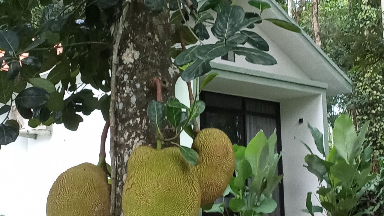 Photo of Outdoor in Sulthan Bathery
