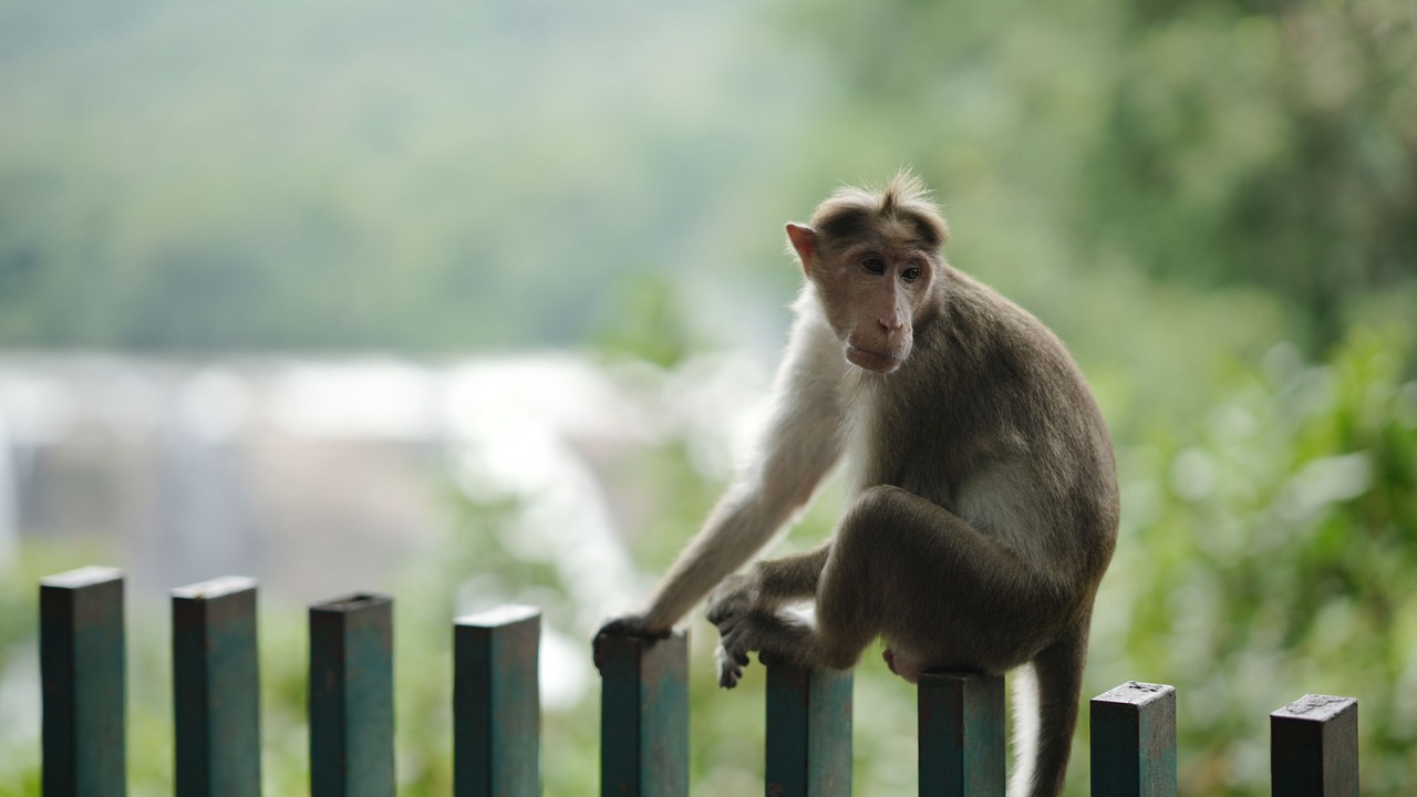 Photo of Outdoor in Irinjalakuda