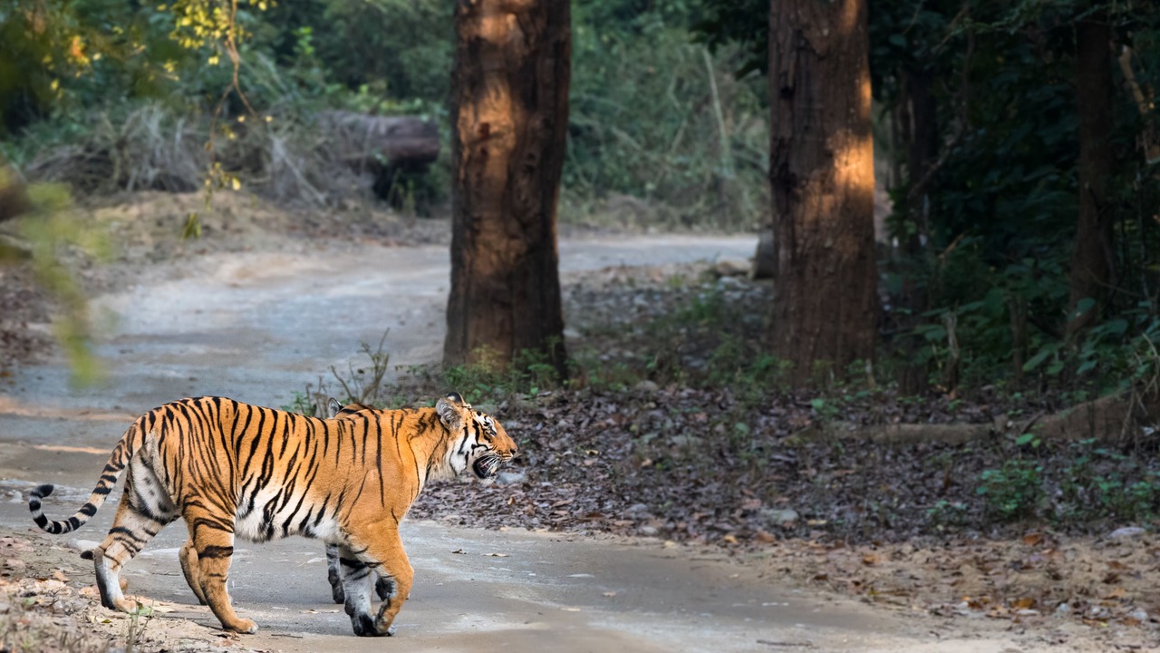 Photo of Others in Rishikesh