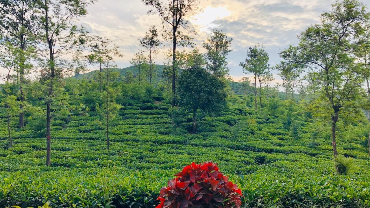 Photo of Outdoor in Thavinhal
