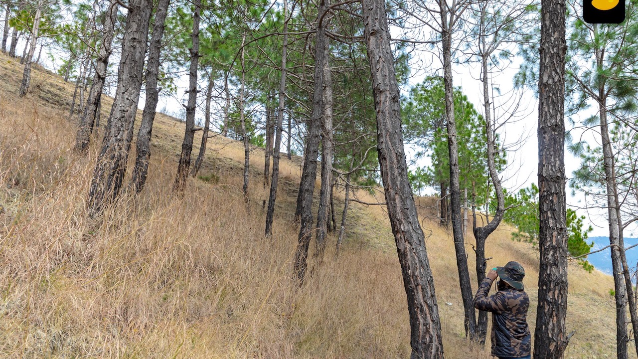 Photo of Outdoor in Shimla