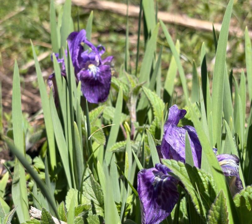 Photo of Outdoor in Tosh