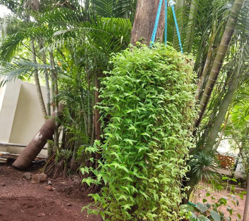 Photo of Others in Varkala