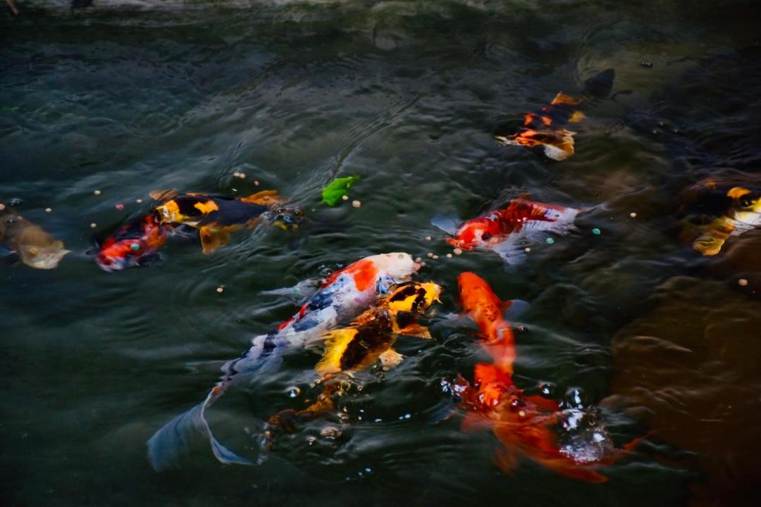 Photo of Others in Kovalam