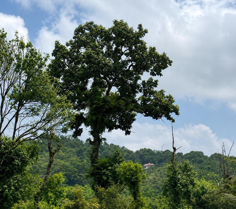 Photo of Others in Sringeri