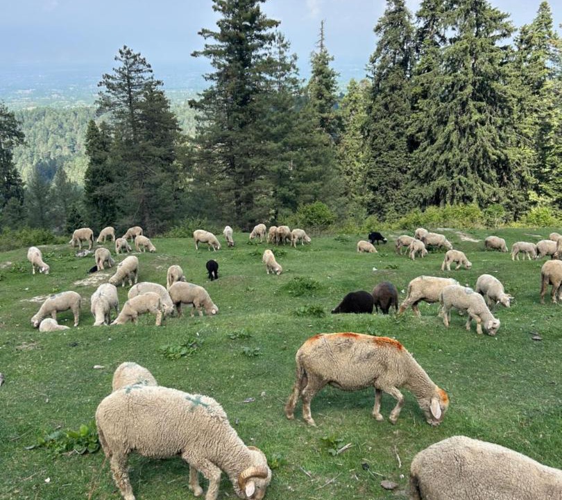 Photo of Others in Nagin Bagh