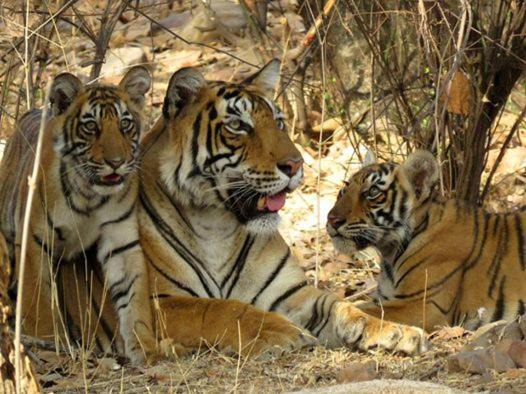 Photo of Others in Sawai Madhopur