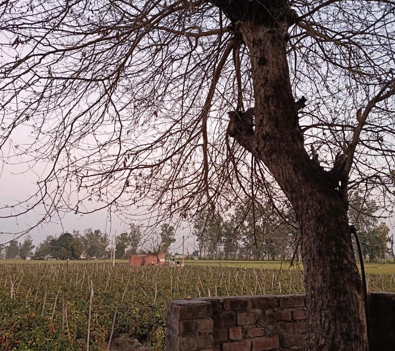 Photo of Others in Patiala