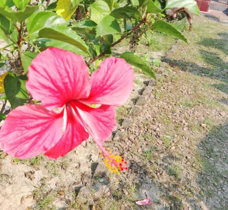 Photo of Outdoor in Khulna Division