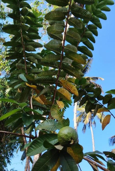 Photo of Outdoor in Paravur