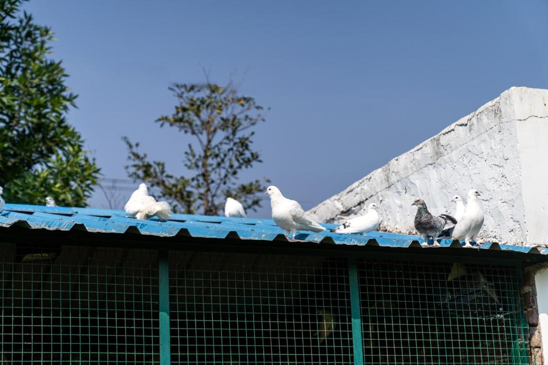 Photo of Others in Sanganer
