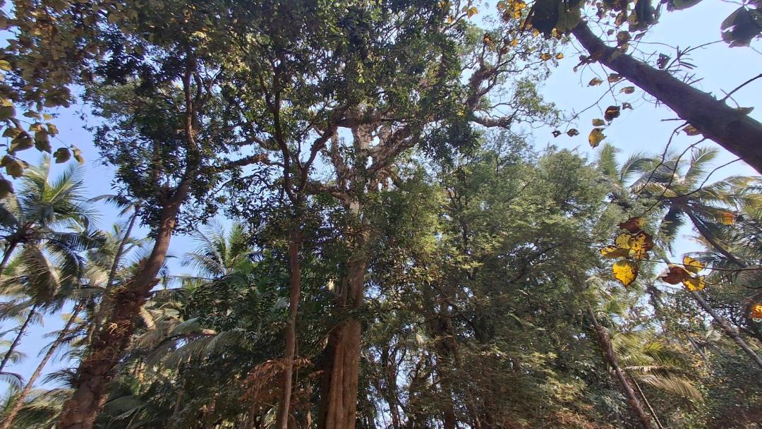 Photo of Outdoor in Patnem