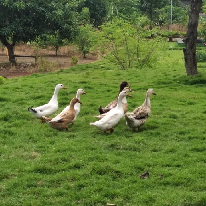 Photo of Others in Shahapur