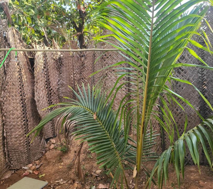 Photo of Others in Arambol