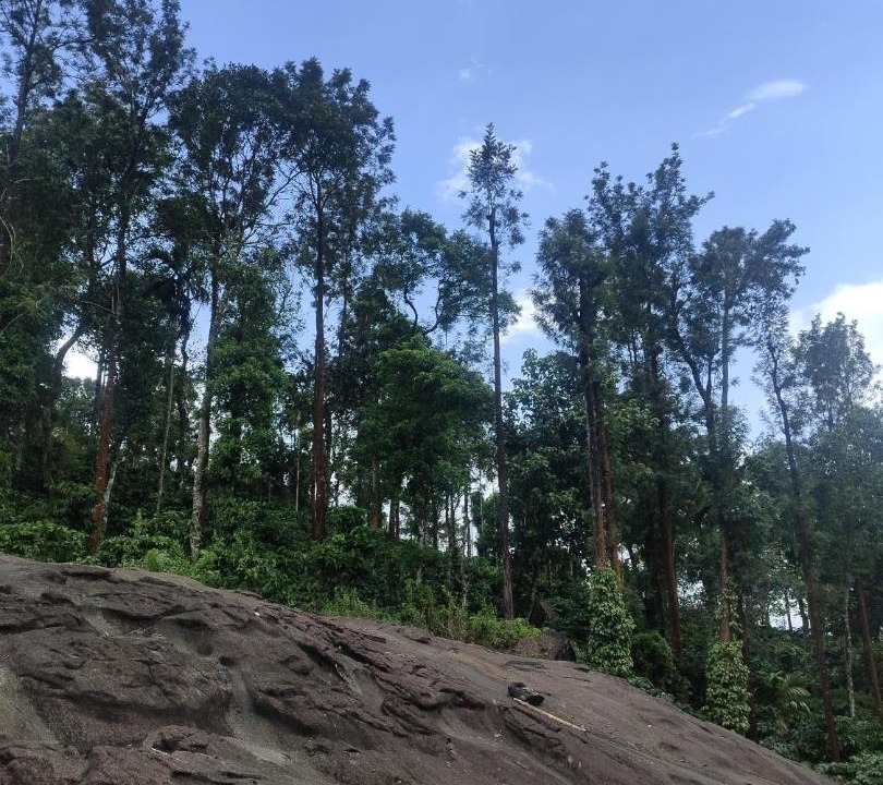 Photo of Outdoor in Kalpetta