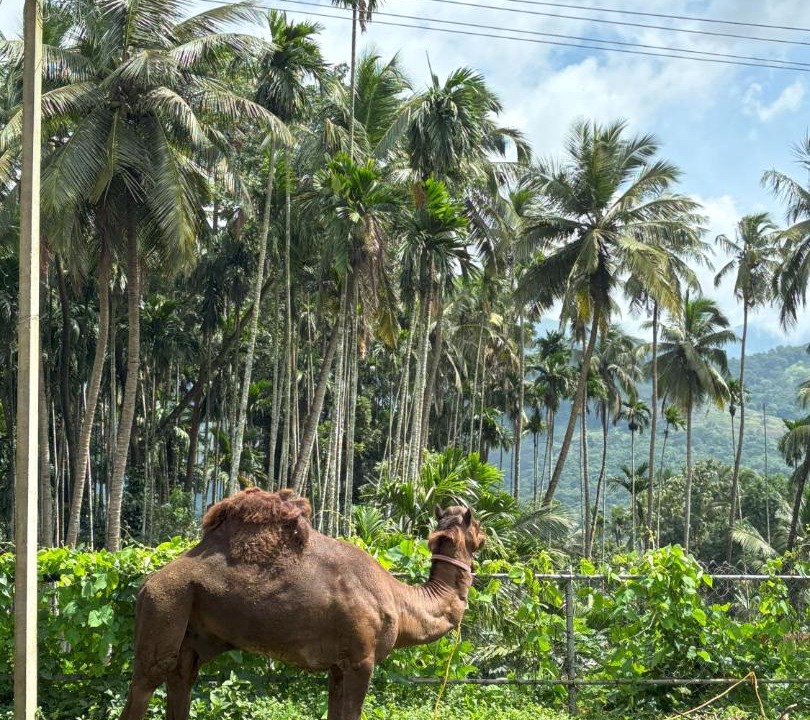Photo of Others in Palakkad