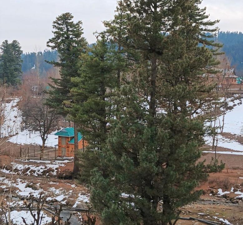 Photo of Others in Srinagar