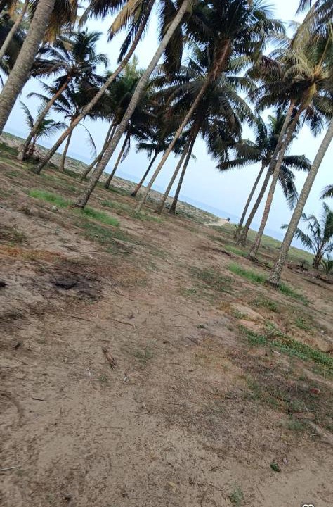 Photo of Others in Chavakkad