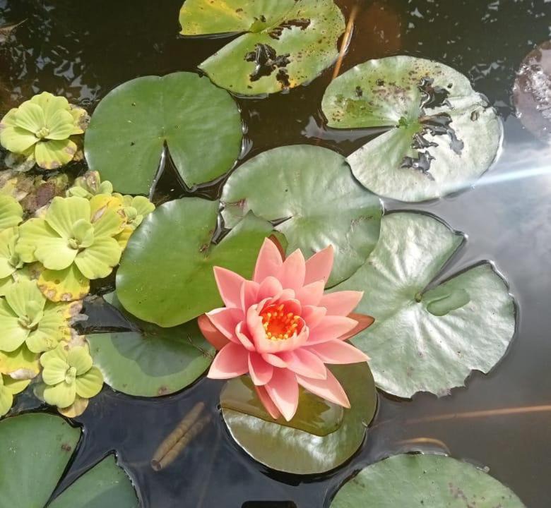 Photo of Others in Adimaly