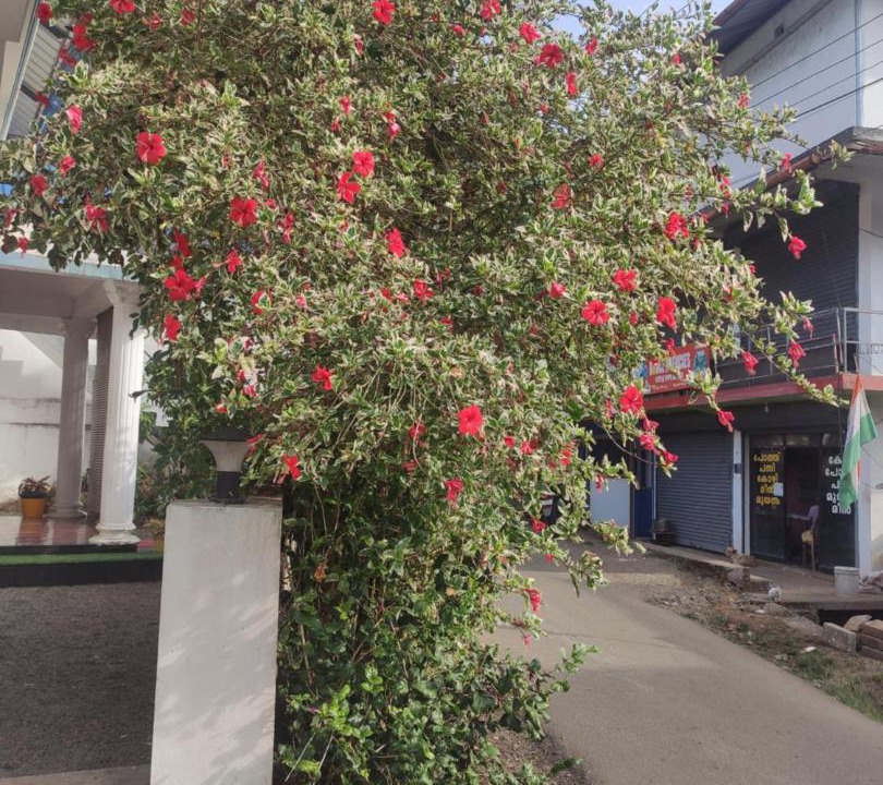 Photo of Outdoor in Anaviratty