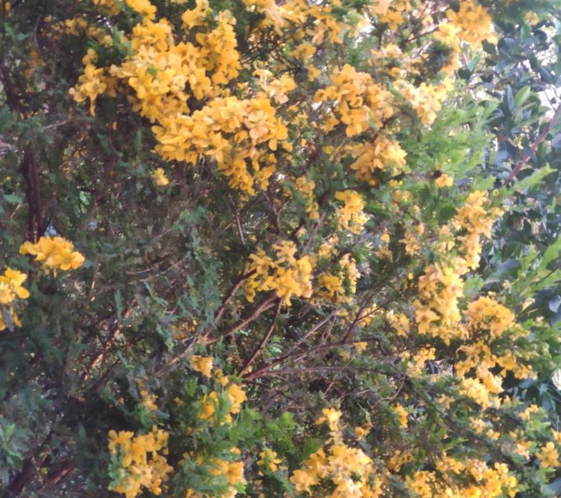 Photo of Outdoor in Anaviratty