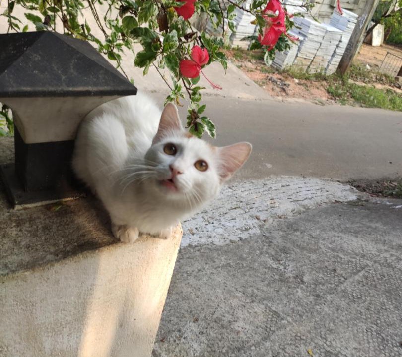 Photo of Outdoor in Anaviratty
