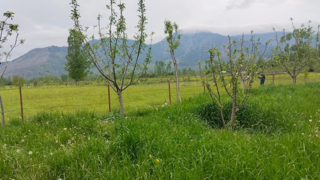 Photo of Others in Pahalgam