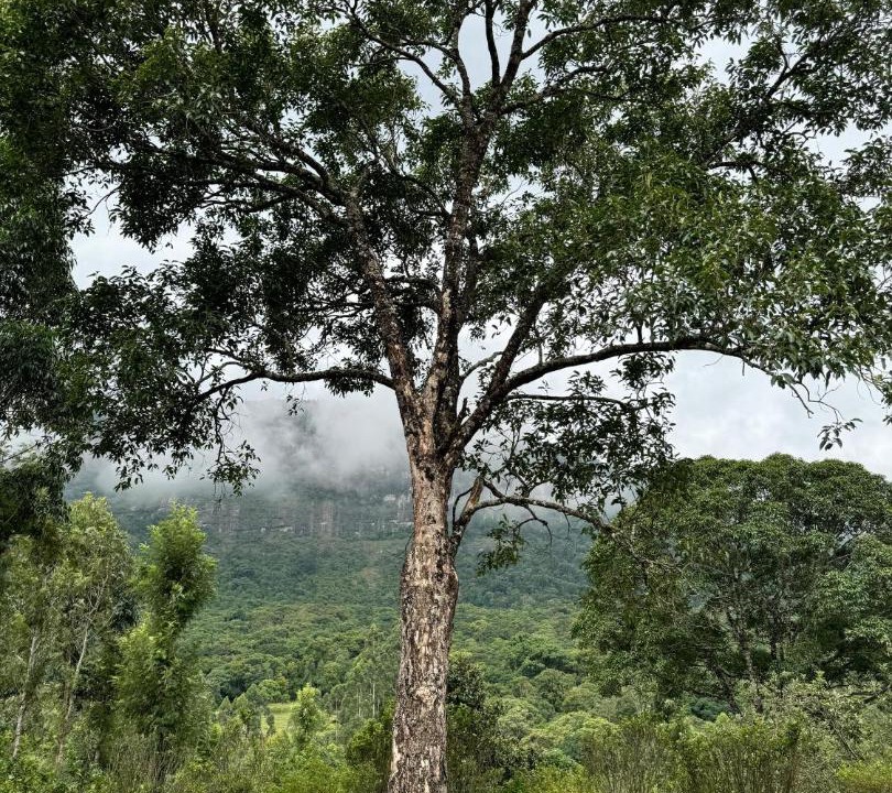 Photo of Outdoor in Kanthalloor