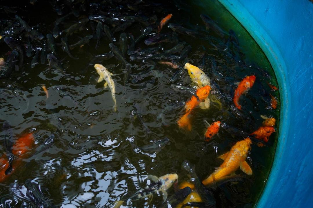 Photo of Others in Chowara