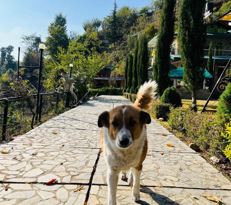 Photo of Others in Shimla