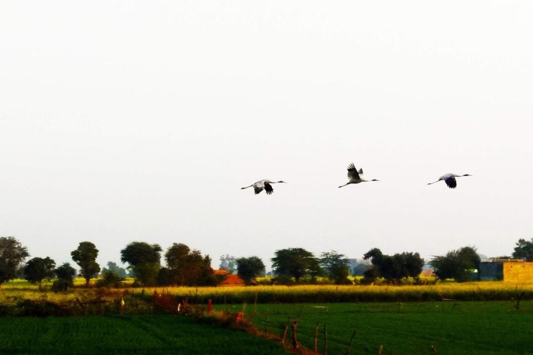 Photo of Others in Bharatpur